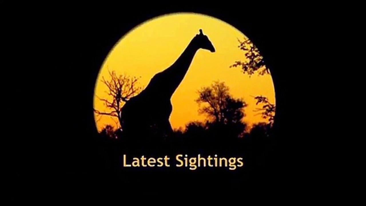 Hyena In Labour - Latest Sightings