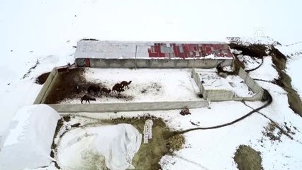 Çoban kardeşler kar üstünde şampiyon develer yetiştiriyor