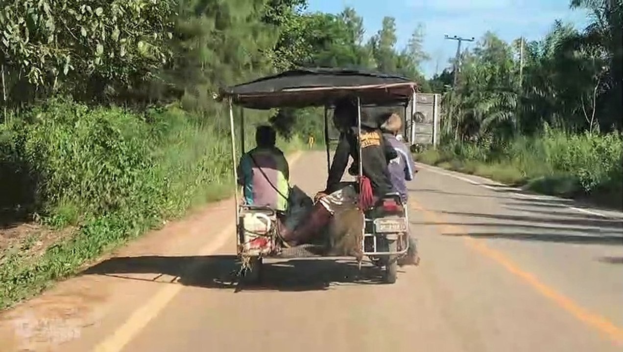 Monkey Rides With Friends On Motorcycle Trailer