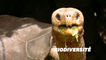 30 tortues géantes issues d'espèces disparues ont été découvertes aux îles Galapagos