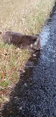 Wet Road Becomes Water Bowl for Thirsty Koala