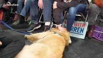Elizabeth Warren's dog Bailey a hit with Iowa Democrats