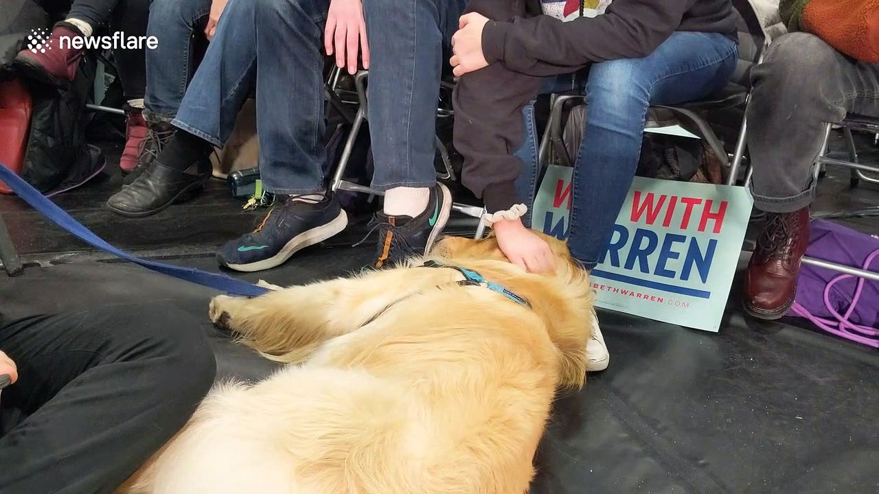 Elizabeth Warren's dog Bailey a hit with Iowa D...