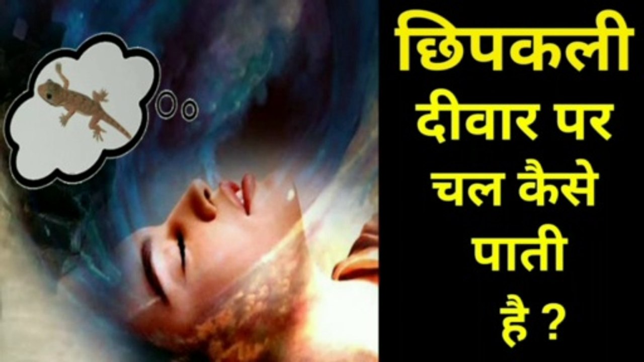 छिपकली दिवार पर कैसे चल पाती है