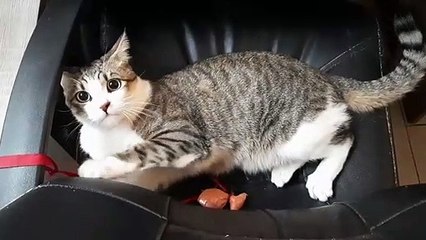Cute cat being cute UNTIL
