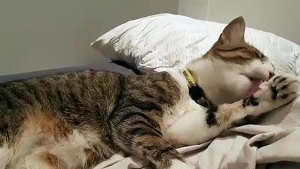 Cute Cat Cleaning His Ears