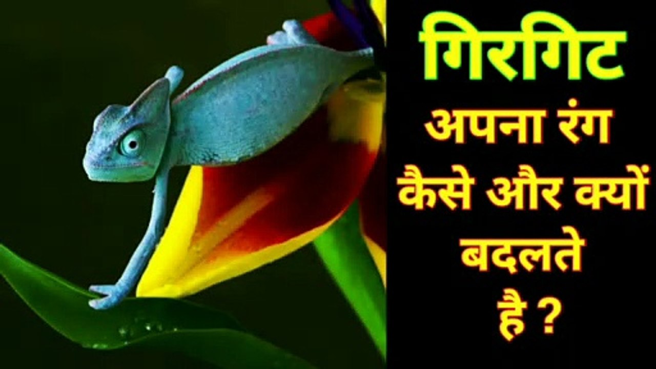 गिरगिट अपना रंग कैसे बदलता है