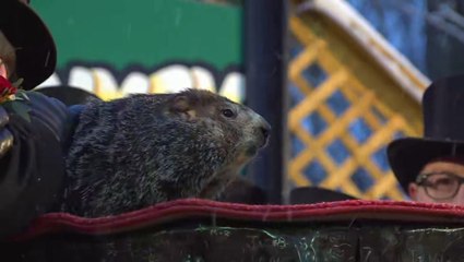 Punxsutawney Phil has declared...