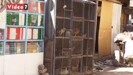 أسواق الطيور والدواجن بالمحافظات ذبح بطريقة خاطئة