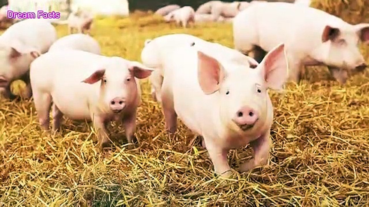 - truth_of_pig_why_muslim_dont_eat_pork_scientific_reason_