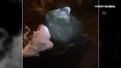 "Su samuru"nun balık avı kamerada