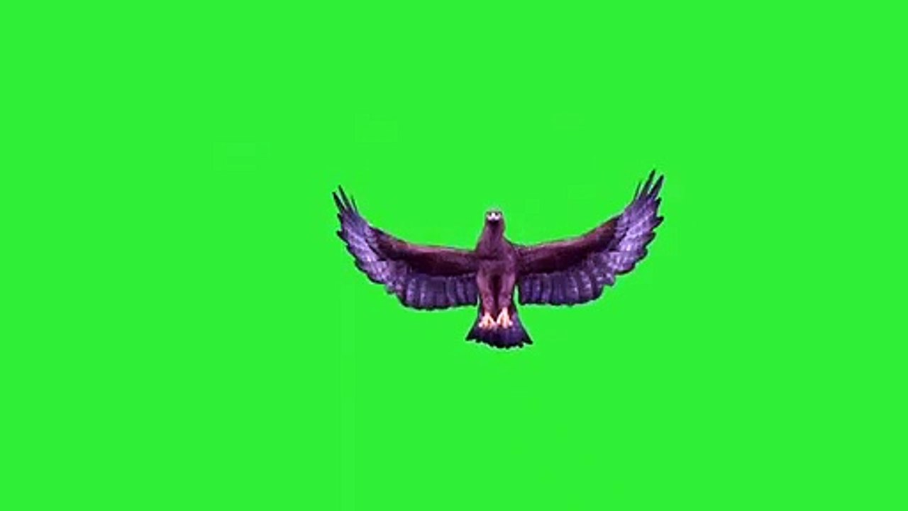 Eagle_Green_Screen_Birds_HD(360p)