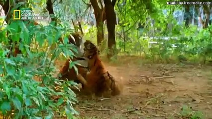 ليلة قتال الحيوانات الحلقة 3   ناشونال جيوغرافيك أبوظبي