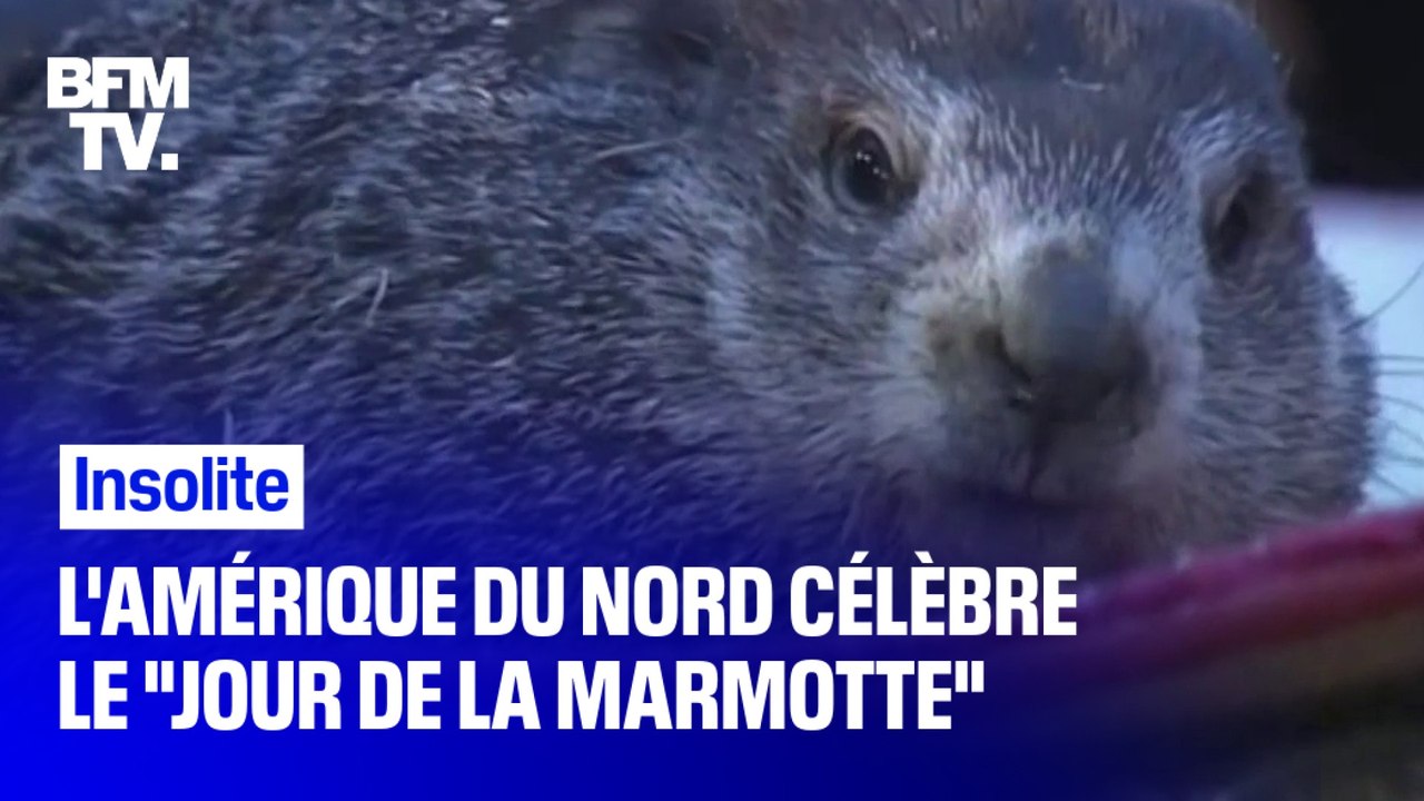 L'Amérique du Nord a honoré l'ancienne tradition du "Jour de la marmotte" ce dimanche