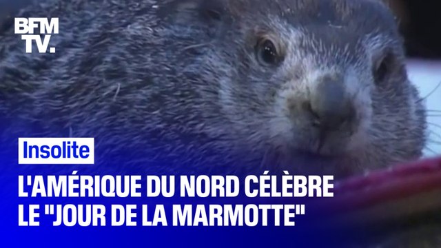 L'Amérique du Nord a honoré l'ancienne tradition du Jour de la marmotte ce dimanche
