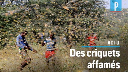 Une invasion de criquets menace l’Afrique de l'Est