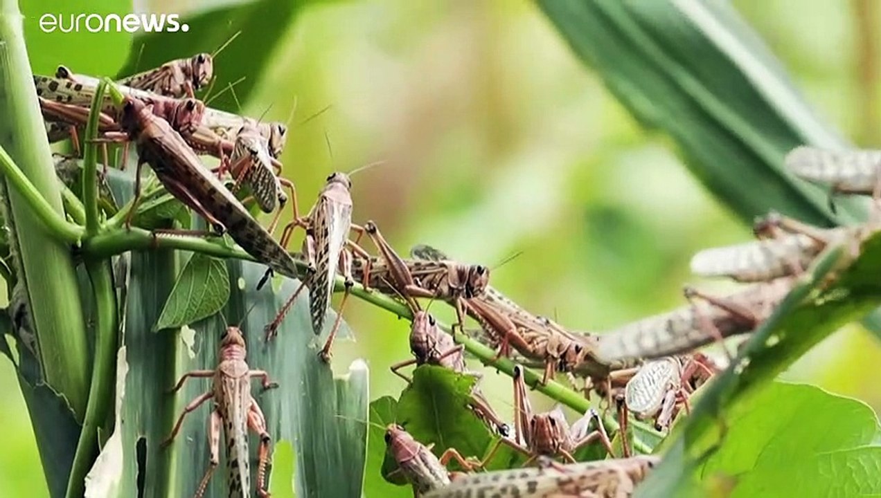 Invasion der Heuschrecken: Hungersnot droht