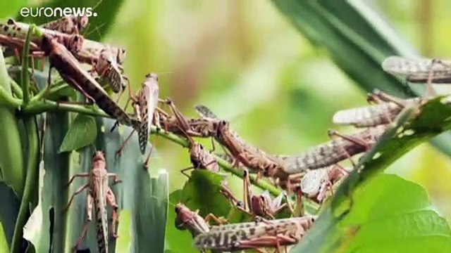 Нашествие саранчи: Сомали объявляет режим ЧС