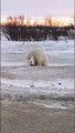 Un ours polaire s'approche du chien... pour jouer. Amitié adorable