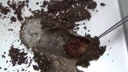 Voici à quoi ressemble le nid de son araignée trapdoor... Impressionnant