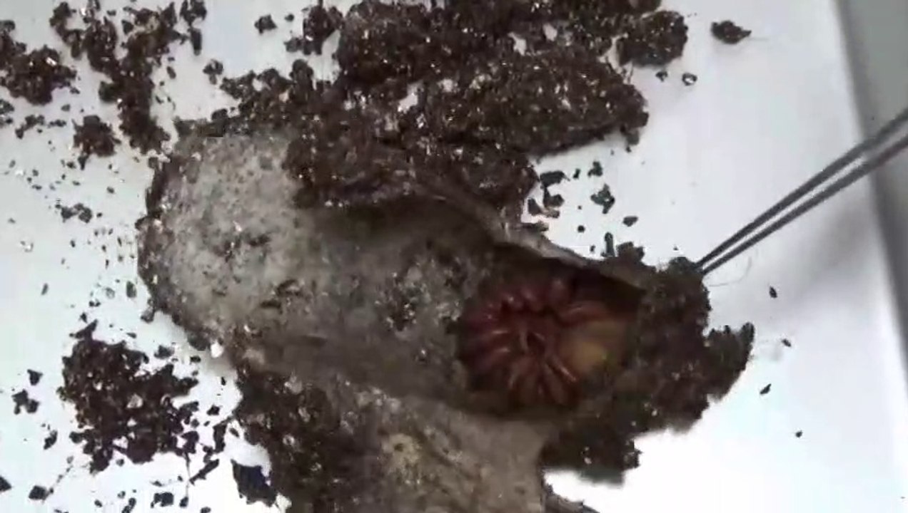 Voici à quoi ressemble le nid de son araignée trapdoor... Impressionnant