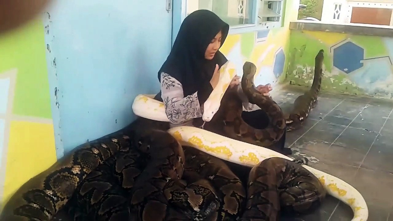 Moment tendresse entre cette femme et ses 3 pythons énormes