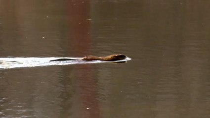 Muskrat enjoys a sunny Sunday