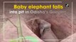 Odisha: Baby elephant falls into pit in Ganjam, later rescued