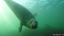 Video Captures Gray Seals Clapping Underwater To Communicate