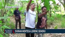 Durian Mentega Lereng Semeru