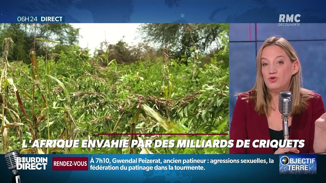 Objectif Terre : L'Afrique envahie par des milliards de criquets - 03/02