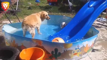 Funny Dogs on Slides Compilation