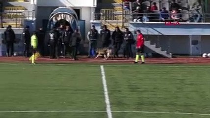 Sahaya köpek girdi, maç durdu