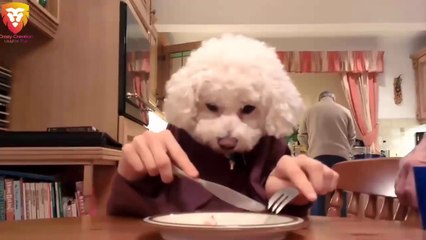 TRY NOT TO LAUGH - Funny Dog Videos Compilation