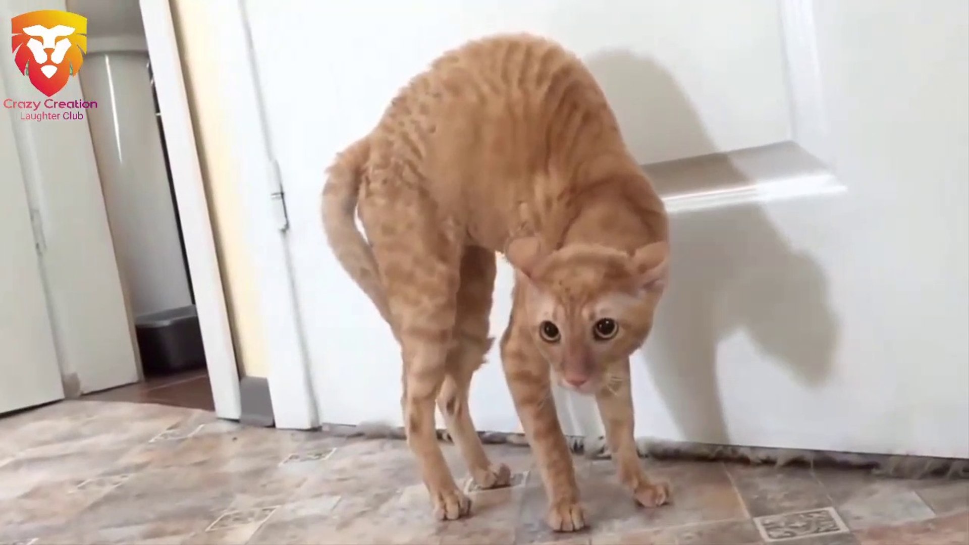 funny scared cat