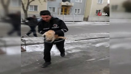 Köpeklerden kaçarak direğe tırmanan kedi donmaktan son anda kurtarıldı