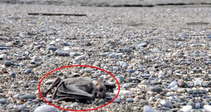 Bir ilçe diken üstünde! Farklı noktalarda bulunan 2 yarasa ölüsü vatandaşları korkuttu