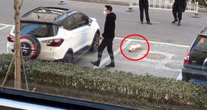 Çinliler, koronavirüs taşımasından korktukları evcil hayvanlarını pencereden atarak öldürüyor