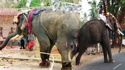 ഇത്രയും വലിയ ജനക്കൂട്ടത്തിൽ വെച്ച് ഒരു ആന കാണിച്ച പരാക്രമം