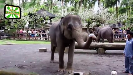 Funny Elephants - Funny baby elephant videos compilation