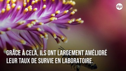 Des bactéries intestinales génétiquement modifiées pour sauver les abeilles