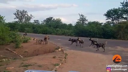 Hyena Protects Den From Intruding Wild Dogs