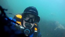 Rare footage of grey seals clapping underwater which Dr Ben Burville tried to capture for 17 years