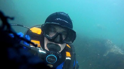 Rare footage of grey seals clapping underwater which Dr Ben Burville tried to capture for 17 years