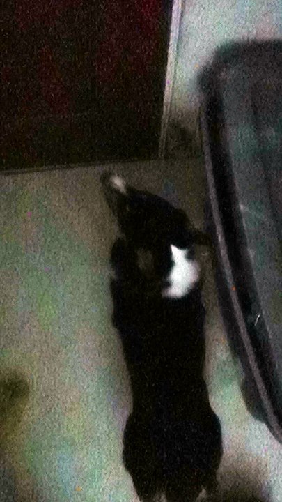 Short Dog Struggles in Deep Snow