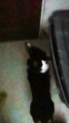 Short Dog Struggles in Deep Snow