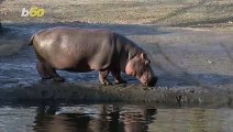 Hippo Hysteria! Pablo Escobar’s Hippos are Taking Over Colombia