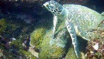 How to spot a Sea Turtle_Scuba Diving in India_West Coast Adventures India