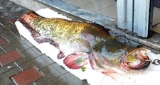 2 metrelik dev yayın balığının kilosu 30 liradan satıldı