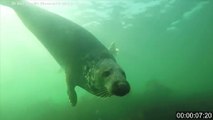 Gray Seals Filmed Clapping Underwater To Communicate